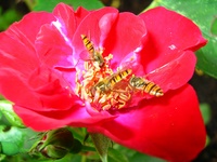 Insekten und Blüten